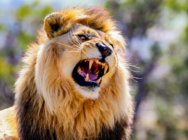 Biến đổi khí hậu khiến sư tử và gấu cổ đại tuyệt chủng?