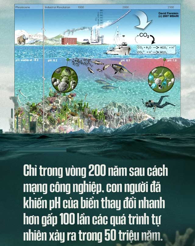 Biển hấp thụ 22 triệu tấn CO2 mỗi ngày, chúng đang làm tan vỏ hàu, tẩy trắng san hô, đại dương bị axit hóa