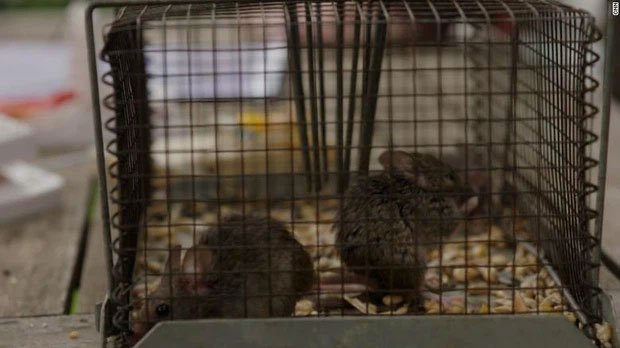 Binh đoàn chuột hàng triệu con đang xâm chiếm nước Úc khiến nhiều người kinh hãi