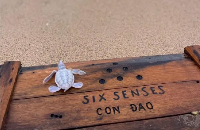 Blanche - Chú Rùa biển Bạch tạng chào đời tại Six Senses Côn Đảo