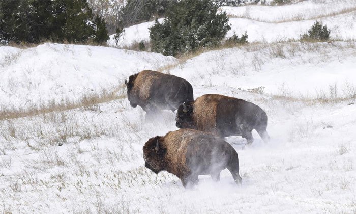 Bò bison tái xuất tại vườn quốc gia Mỹ