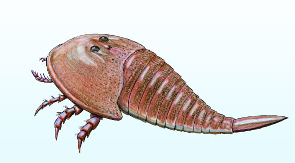 Bọ cạp thủy quái dài 1,1m hiện hình nguyên vẹn sau 303 triệu năm