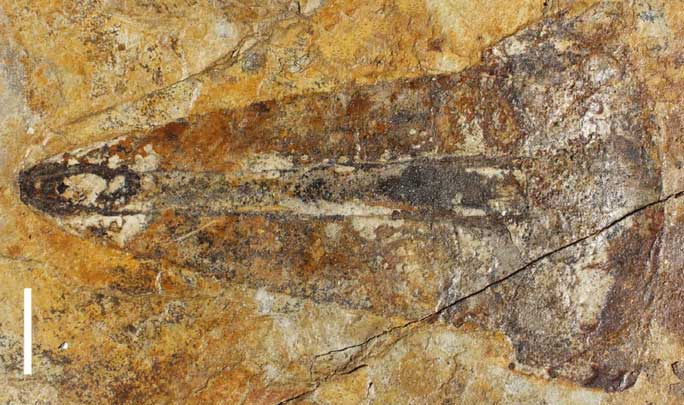 Bọ cạp thủy quái dài 1,1m hiện hình nguyên vẹn sau 303 triệu năm
