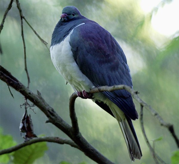 Bồ câu “say xỉn” treo ngược cành cây trở thành loài chim của năm ở New Zealand