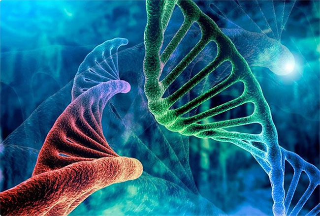 Bộ gene của chúng ta đầy DNA rác, tại sao không xóa đi?