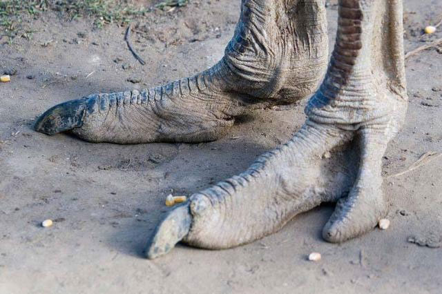 Bộ lạc “chân đà điểu“ kỳ lạ ở châu Phi