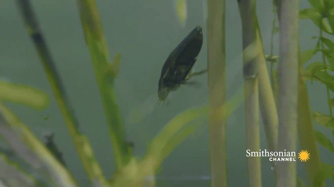 Bọ lặn - Kẻ gieo rắc nỗi sợ hãi cho những sinh vật bé nhỏ dưới nước
