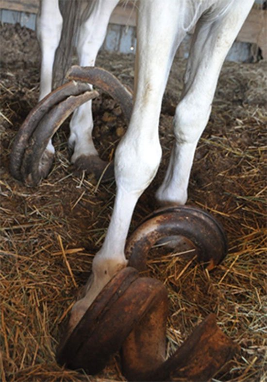 Bộ móng dài gần 1m của hai con ngựa suốt 15 năm quên cắt móng