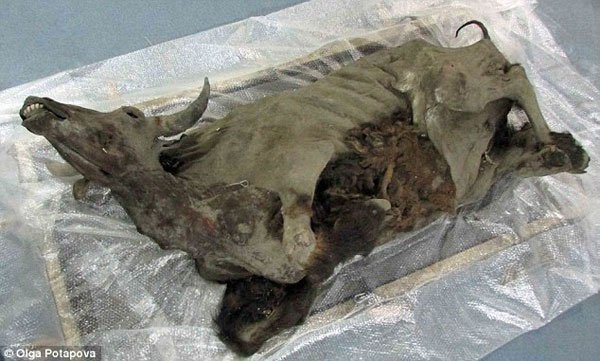 Bò rừng Kỷ Băng hà sống dậy sau 9.300 năm ngủ sâu dưới lớp băng vĩnh cửu