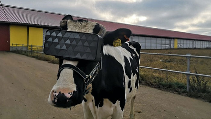 Bò xem phim VR vắt được nhiều sữa hơn