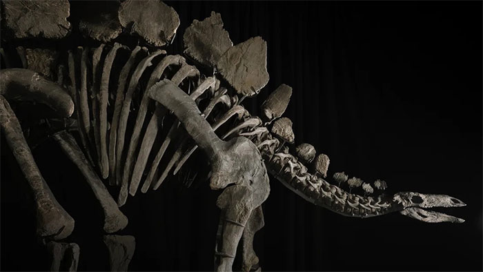 Bộ xương khủng long Stegosaurus được bán với giá kỷ lục 44,6 triệu USD