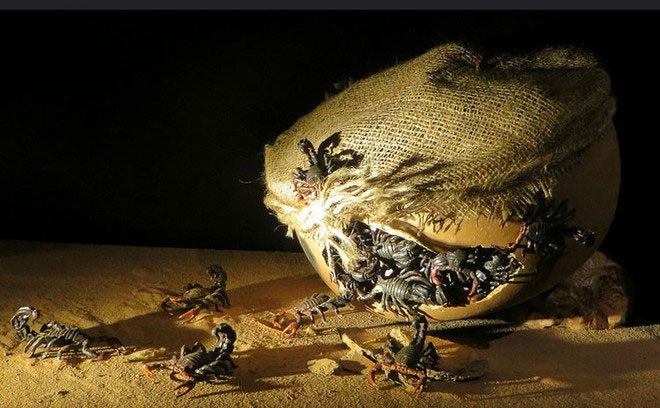 Bom bọ cạp và vũ khí sinh học chết người