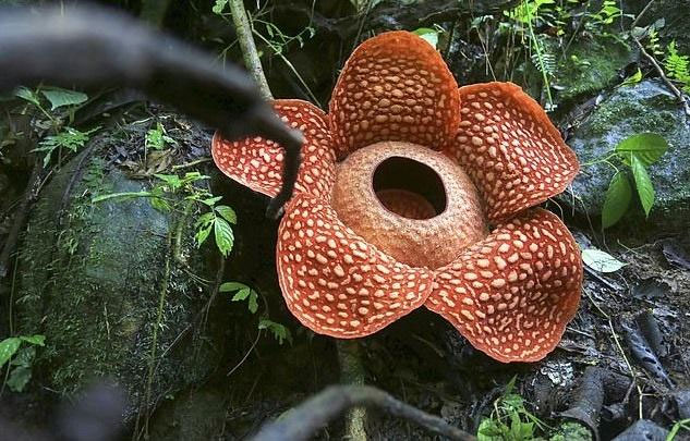 Bông hoa xác thối lớn nhất thế giới nở tại Indonesia