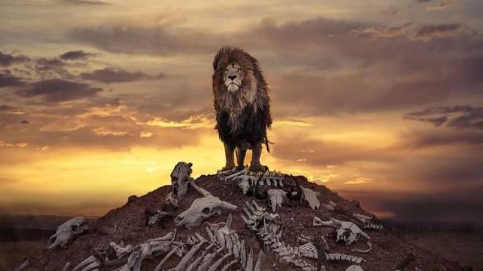 Bức ảnh sư tử kiêu hãnh đứng trên đồi toàn xương như cảnh quay kinh điển trong phim Hollywood