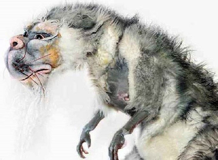 Bunyip - Loài quái vật đã tuyệt chủng ở Australia