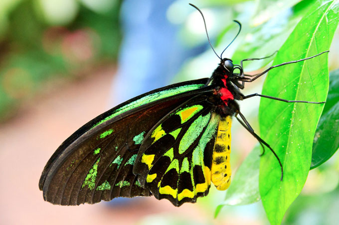 Bướm và bướm đêm khác nhau như thế nào?
