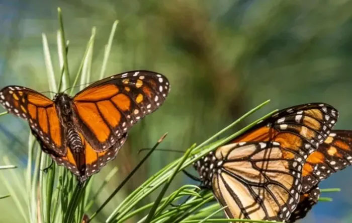 Bướm vua - Loài bướm nổi tiếng Bắc Mỹ nguy cơ sắp tuyệt chủng