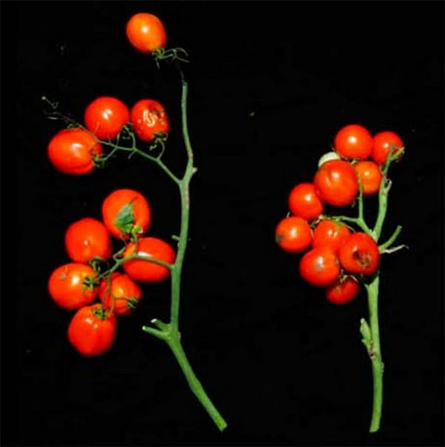 Cà chua biến đổi gene cho ra quả chùm như nho để rút ngắn thời gian thu hoạch, tăng năng suất