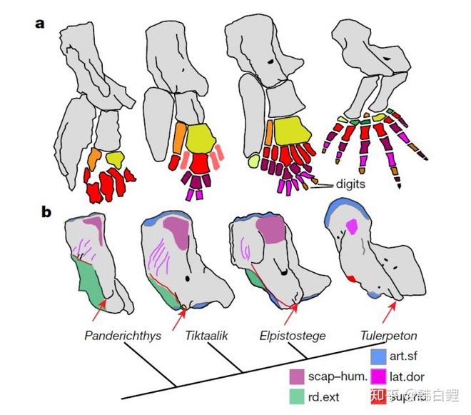 Cá cổ đại tiết lộ bí ẩn về nguồn gốc của ngón tay con người