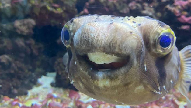 Cá đi nha sĩ chỉnh sửa vì răng phát triển quá lớn