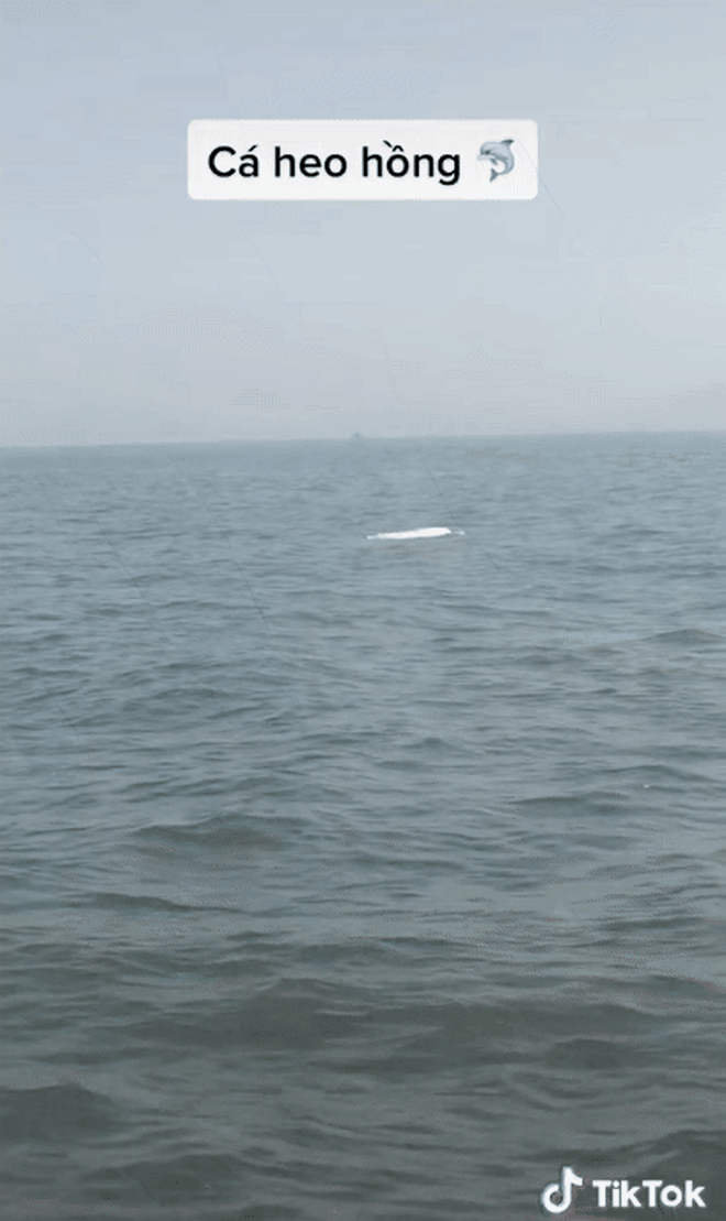 Cá heo hồng bất ngờ xuất hiện ở vùng biển Việt Nam, hiếm đến thế nào mà ngư dân thích thú hét to?