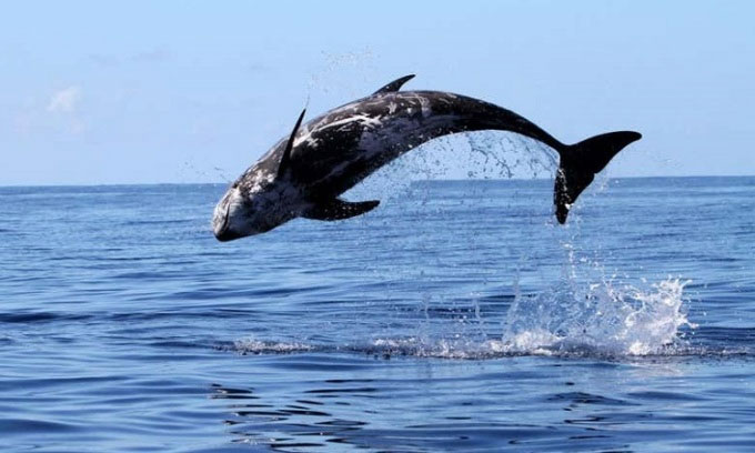 Cá heo phát minh kỹ thuật lặn xoay để săn mồi
