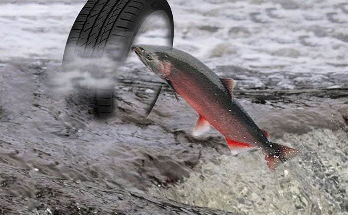 Cá hồi đứng trước nguy cơ tuyệt chủng bởi chất độc có trong lốp xe