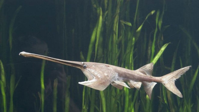 Cá kiếm sông Dương Tử được cho là đã tuyệt chủng