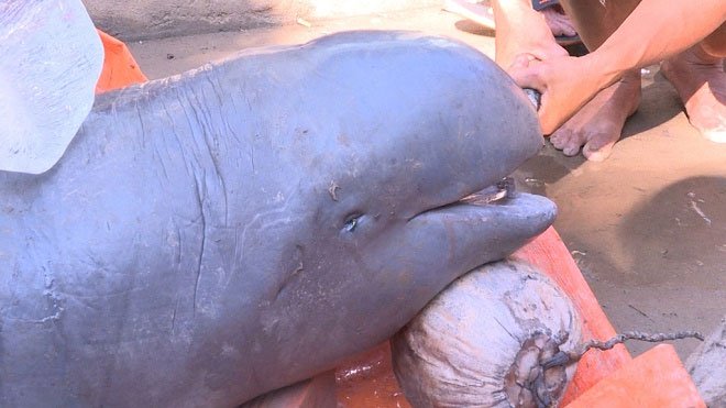 Cá lạ nặng 150kg bắt được trên sông Cổ Chiên là cá đã tuyệt chủng tại Việt Nam