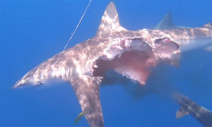Cá mập bị cắn mất nửa thân vẫn có thể săn mồi