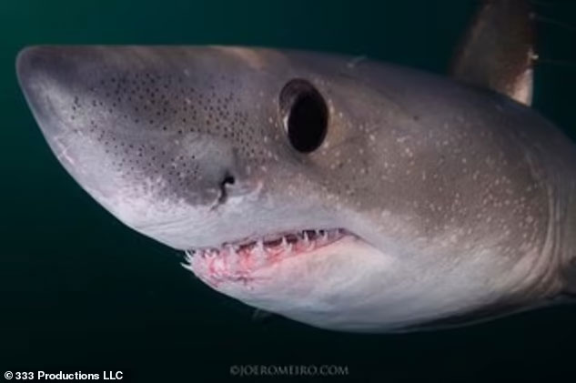 Cá mập cực hiếm đấu tay đôi giành bạn tình trong vùng nước tối