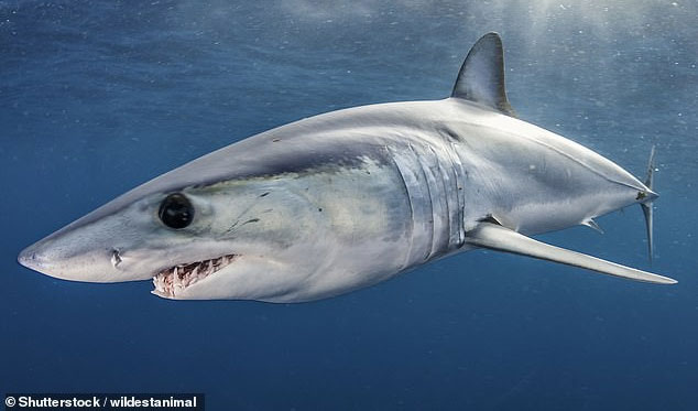 Cá mập đang nguy cấp hơn bao giờ hết, bao gồm cả loài nhanh nhất thế giới