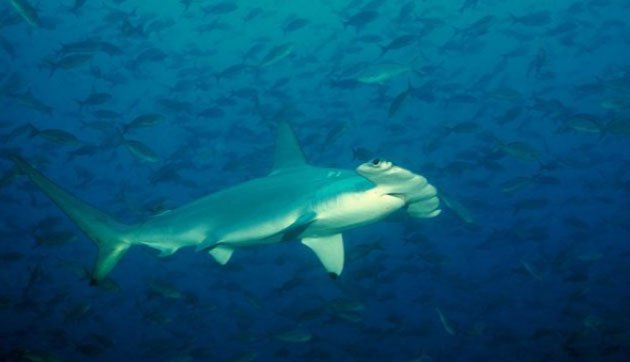 Cá mập đầu búa - một trong những loài cá mập kì dị nhất thế giới