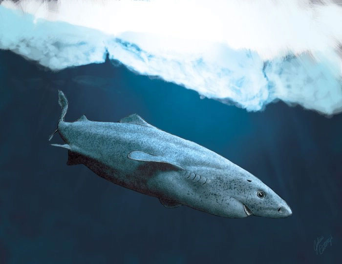 Cá mập Greenland: Một sinh vật bí ẩn và hấp dẫn của đại dương