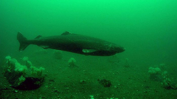 Cá mập Greenland: Một sinh vật bí ẩn và hấp dẫn của đại dương