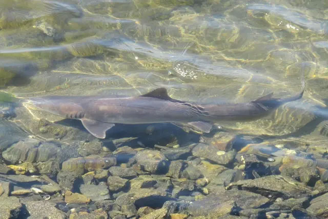 Cá mập hồi sinh ở sông Thames sau 64 năm dòng sông bị coi chết sinh học