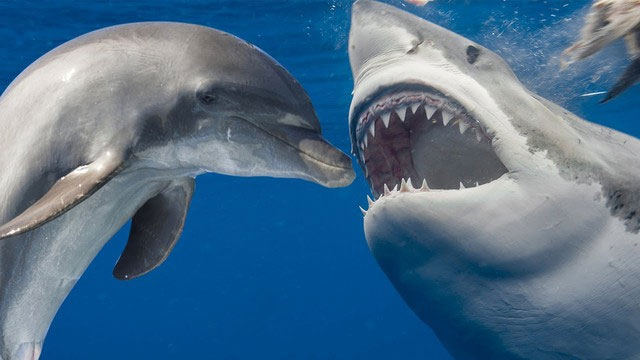 Cá mập là hung thần biển cả, vì sao cứ thấy cá heo là tránh né?