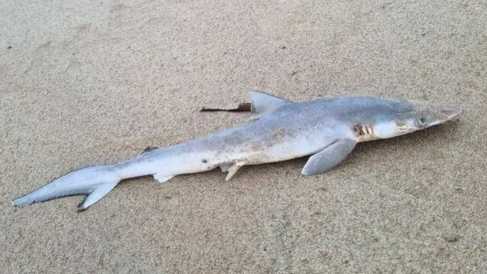 Cá mập ở Brazil dương tính với cocaine