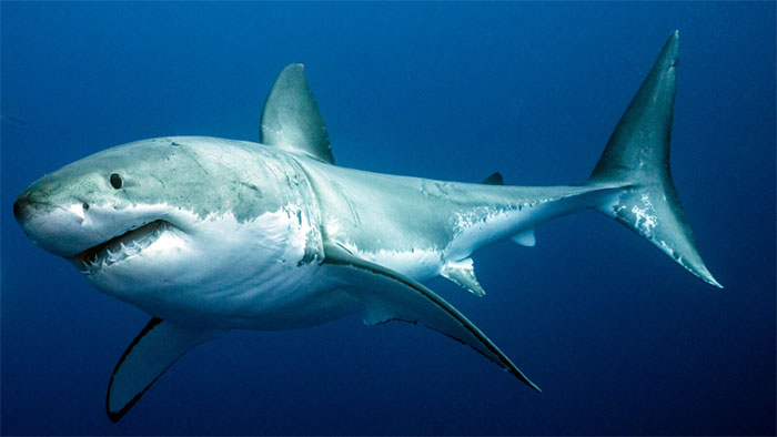Cá mập sống sót qua thảm họa tuyệt chủng như thế nào?