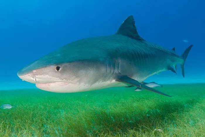 Cá mập tràn vào bờ biển Nhật Bản, gây nguy hiểm cho con người