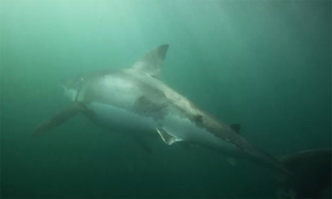 Cá mập trắng mang sẹo sau khi thoát khỏi sát thủ hàng loạt