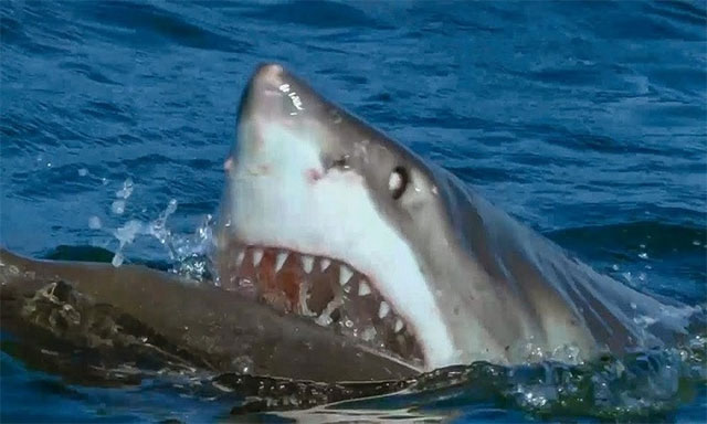 Cá mập trắng xé xác hải cẩu gần bờ