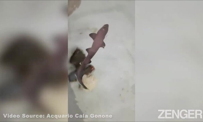 Cá mập tự sinh con sau 10 năm chỉ sống cùng con cái