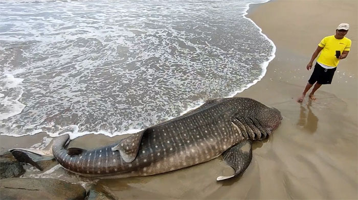 Cá mập voi khổng lồ chết do mắc cạn trên bãi biển, bất chấp các nỗ lực giải cứu