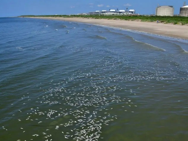 Cá mòi dầu chết hàng loạt dạt vào bờ biển bang Texas của Mỹ