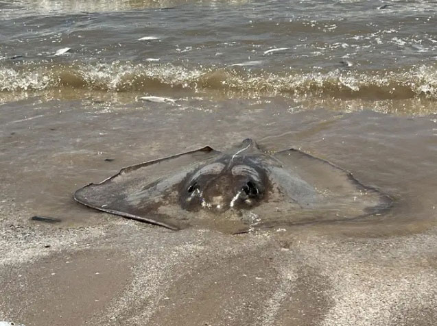 Cá mòi dầu chết hàng loạt dạt vào bờ biển bang Texas của Mỹ