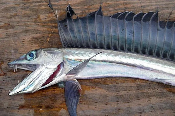 Cá mũi mác ăn thịt đồng loại xuất hiện bất thường