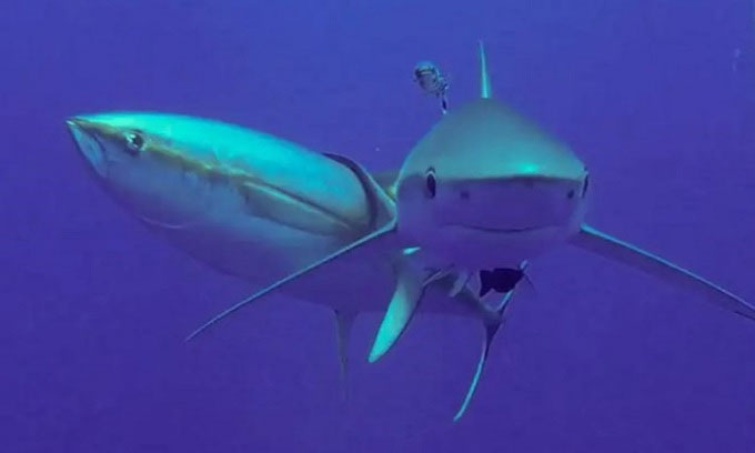 Cá ngừ cọ lưng vào cá mập để thoát khỏi ký sinh trùng