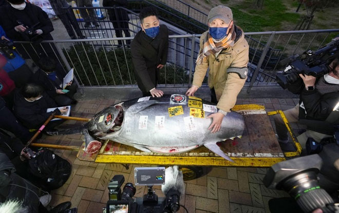 Cá ngừ vây xanh khổng lồ được bán đấu giá 275.000 USD