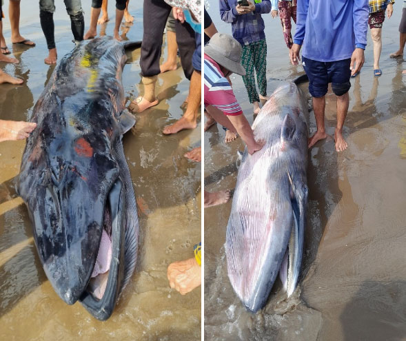 Cá ông nặng 300kg dạt vào bờ biển Trà Vinh
